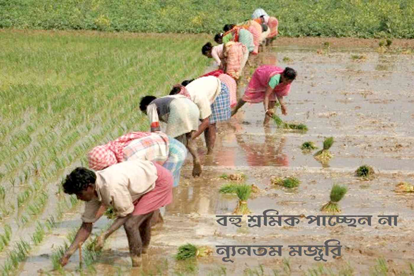 বহু শ্রমিক পাচ্ছেন না ন্যূনতম মজুরি